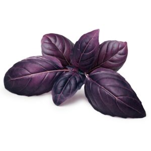 purple-basil
